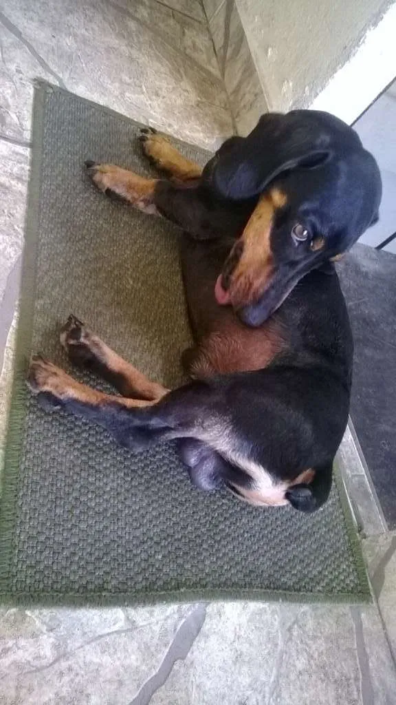 Cachorro raça basset dachshund idade 6 ou mais anos nome Zingo