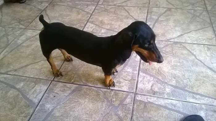 Cachorro raça basset dachshund idade 6 ou mais anos nome Zingo