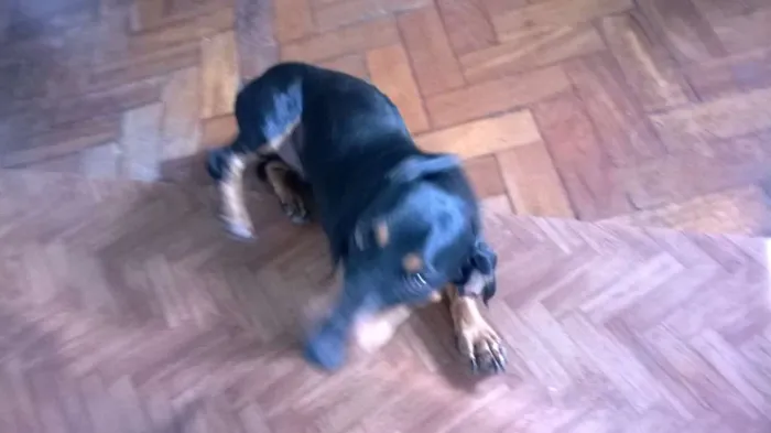 Cachorro raça basset dachshund idade 6 ou mais anos nome Zingo