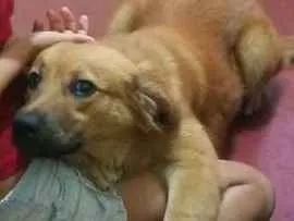 Cachorro raça Viralata idade 1 ano nome Cristal