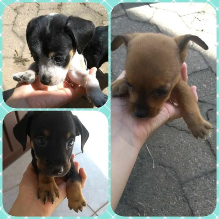 Cachorro ra a SRD idade Abaixo de 2 meses nome São 3 machos