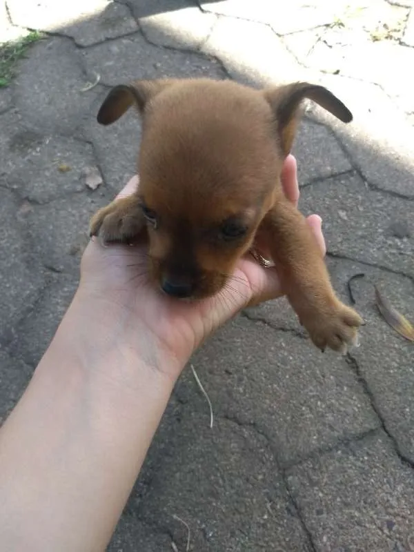 Cachorro ra a SRD idade Abaixo de 2 meses nome São 3 machos