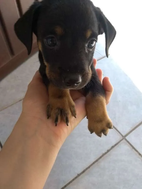 Cachorro ra a SRD idade Abaixo de 2 meses nome São 3 machos