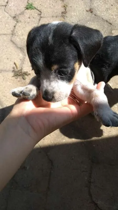 Cachorro ra a SRD idade Abaixo de 2 meses nome São 3 machos