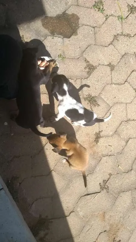 Cachorro ra a SRD idade Abaixo de 2 meses nome São 3 machos