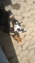 São 3 machos