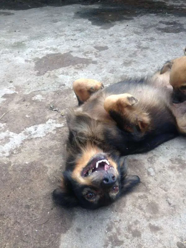 Cachorro ra a  idade 4 anos nome Valdirene