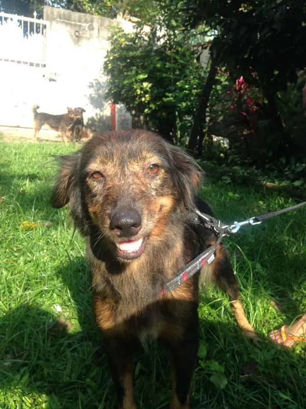 Cachorro ra a  idade 4 anos nome Valdirene