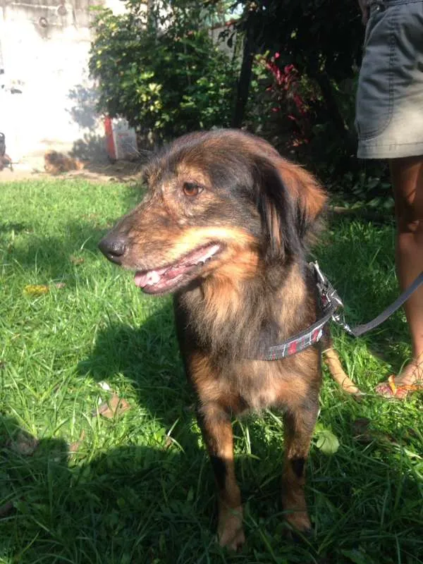 Cachorro ra a  idade 4 anos nome Valdirene