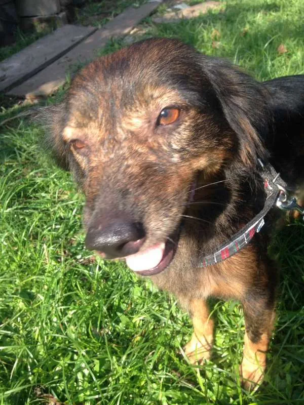 Cachorro ra a  idade 4 anos nome Valdirene