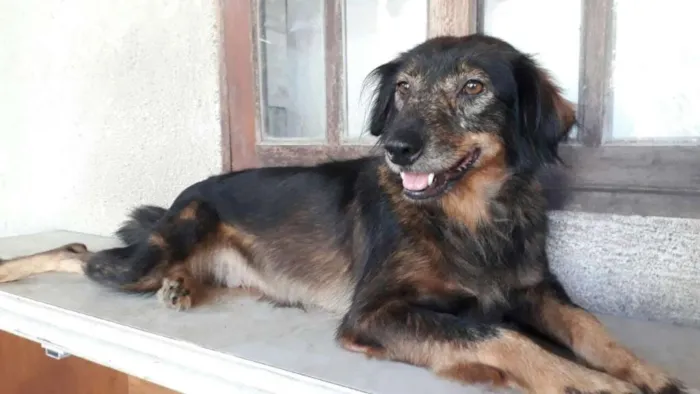 Cachorro ra a  idade 4 anos nome Valdirene