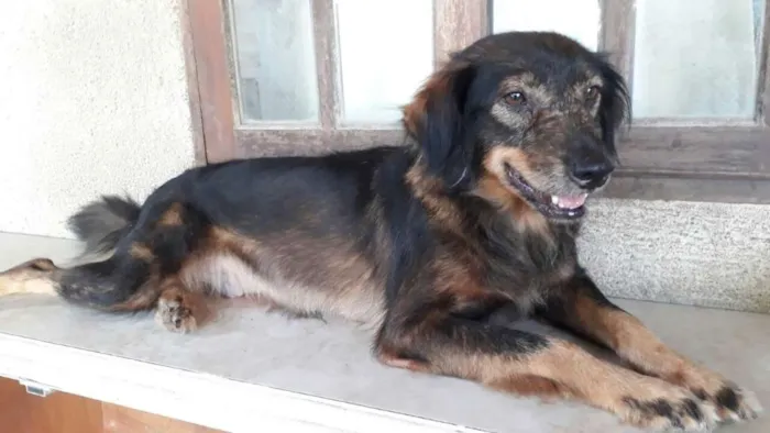Cachorro ra a  idade 4 anos nome Valdirene