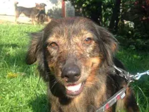 Cachorro raça  idade 4 anos nome Valdirene