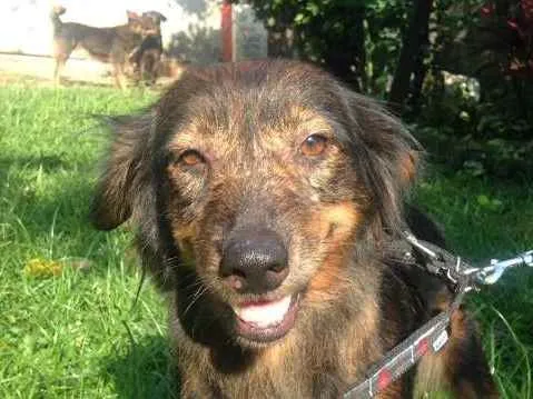 Cachorro ra a  idade 4 anos nome Valdirene