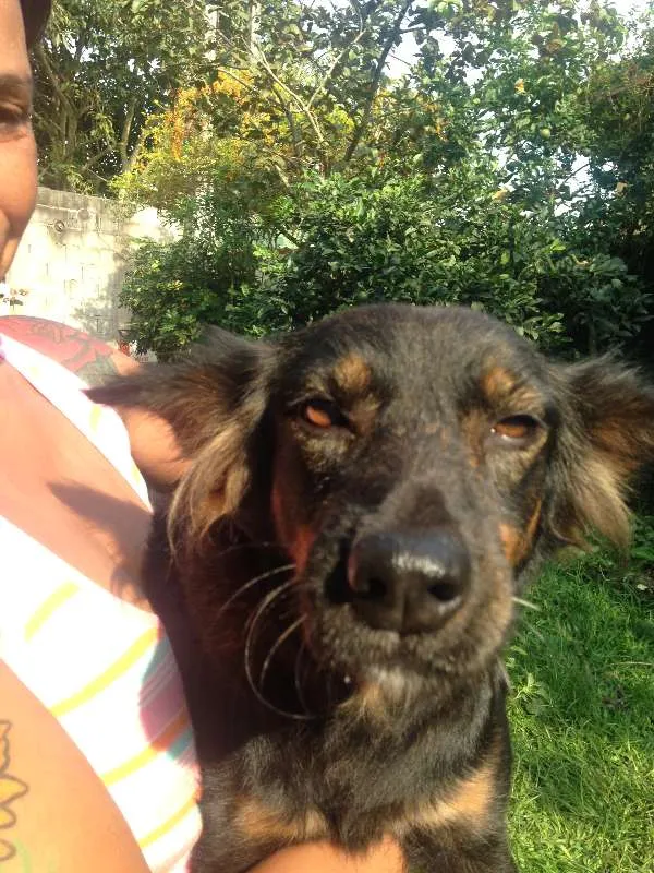 Cachorro ra a Única (SRD) idade 4 anos nome Mel