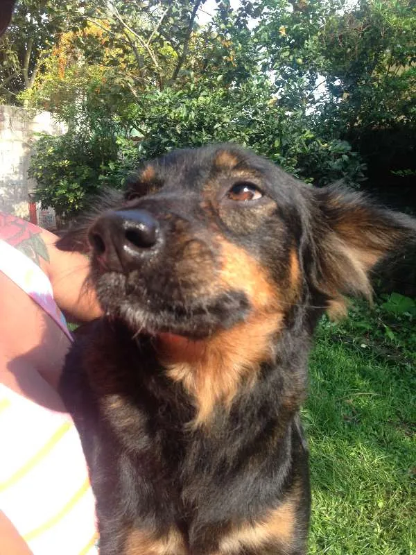Cachorro ra a Única (SRD) idade 4 anos nome Mel
