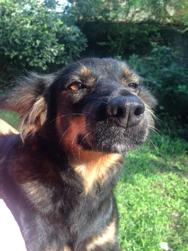 Cachorro ra a Única (SRD) idade 4 anos nome Mel