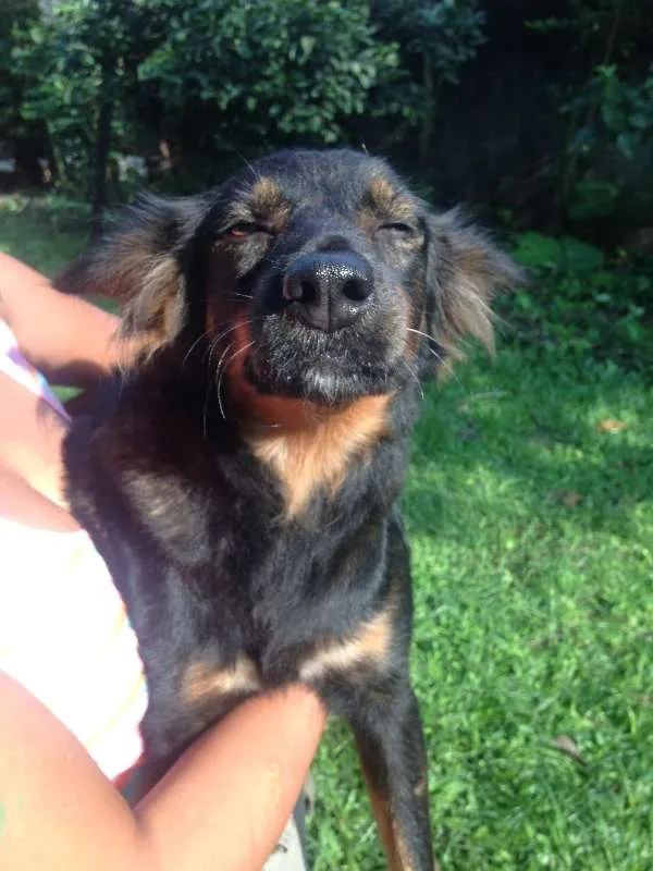 Cachorro ra a Única (SRD) idade 4 anos nome Mel