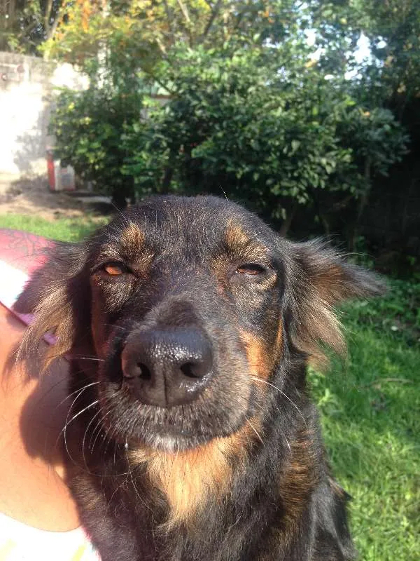 Cachorro ra a Única (SRD) idade 4 anos nome Mel