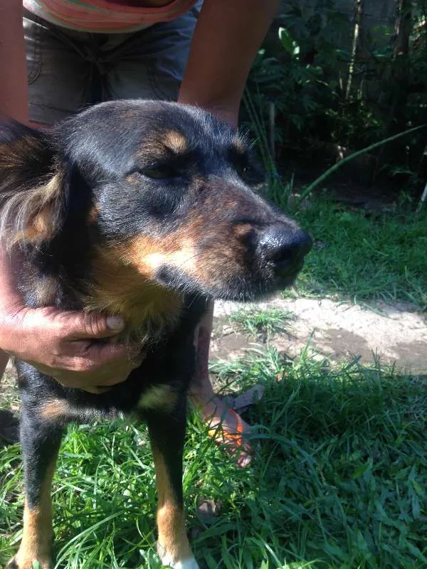 Cachorro ra a Única (SRD) idade 4 anos nome Mel