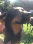 Mel