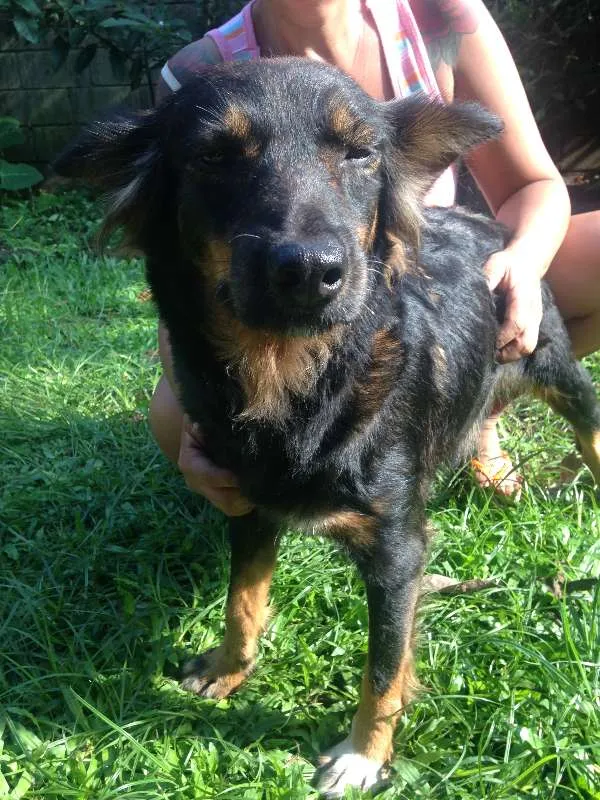 Cachorro ra a Única (SRD) idade 4 anos nome Mel