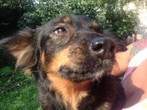 Cachorro raça Única (SRD) idade 4 anos nome Mel