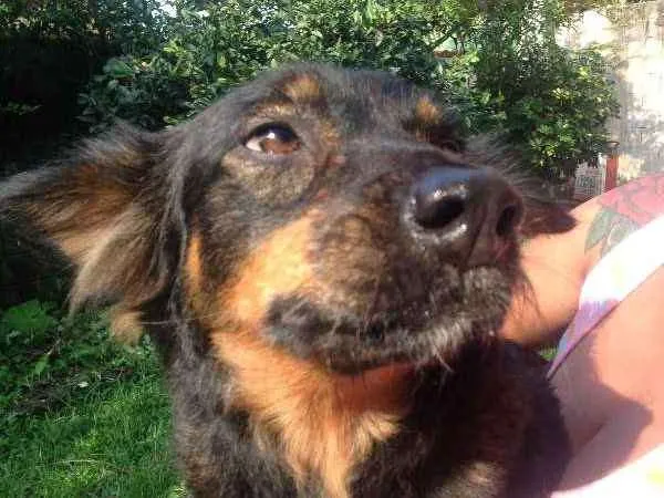 Cachorro ra a Única (SRD) idade 4 anos nome Mel