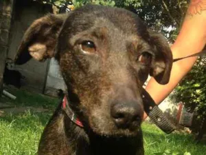 Cachorro raça Única (srd) idade 5 anos nome Belinha