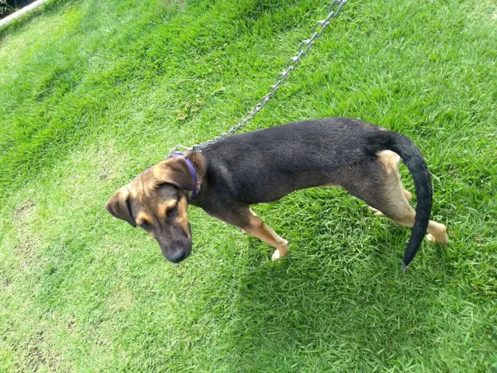 Cachorro ra a Mestiça idade 2 a 6 meses nome Mel
