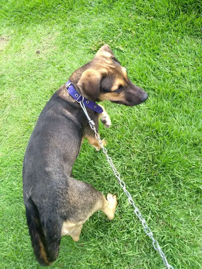 Cachorro ra a Mestiça idade 2 a 6 meses nome Mel