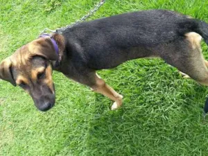 Cachorro raça Mestiça idade 2 a 6 meses nome Mel