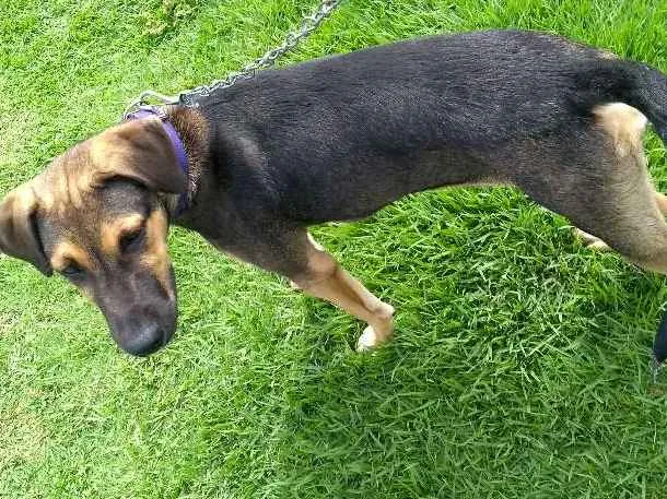 Cachorro ra a Mestiça idade 2 a 6 meses nome Mel
