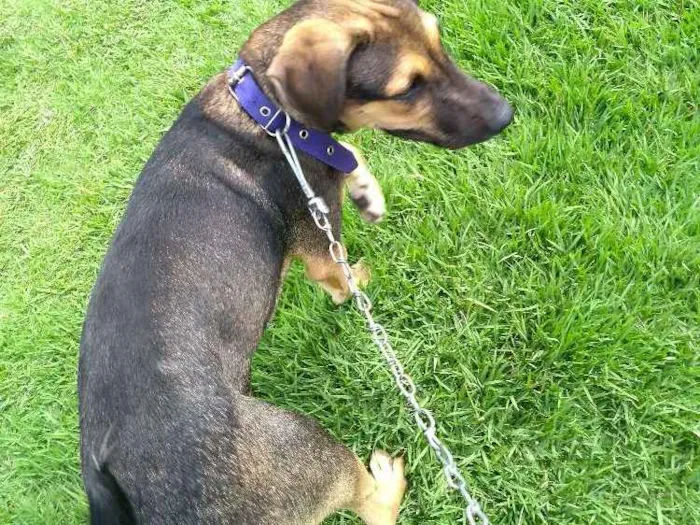 Cachorro ra a Mestiça idade 2 a 6 meses nome Mel