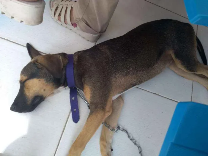 Cachorro ra a Mestiça idade 2 a 6 meses nome Mel
