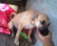 Caramelo