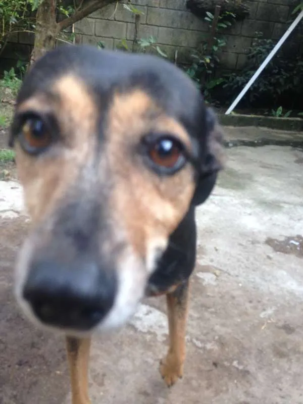 Cachorro ra a  idade 6 ou mais anos nome Quiki nik