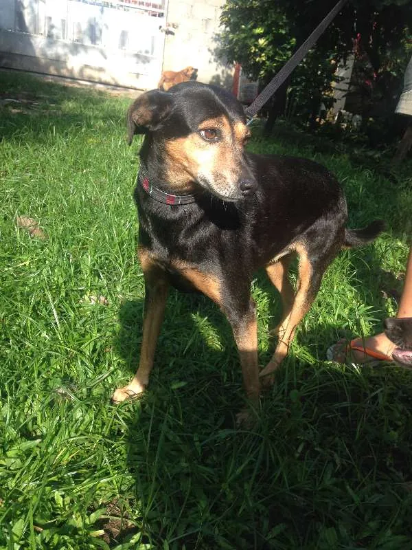 Cachorro ra a  idade 6 ou mais anos nome Quiki nik