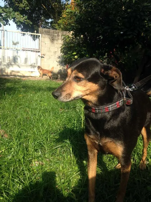 Cachorro ra a  idade 6 ou mais anos nome Quiki nik