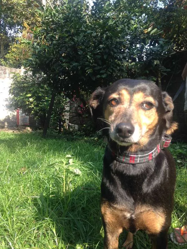 Cachorro ra a  idade 6 ou mais anos nome Quiki nik