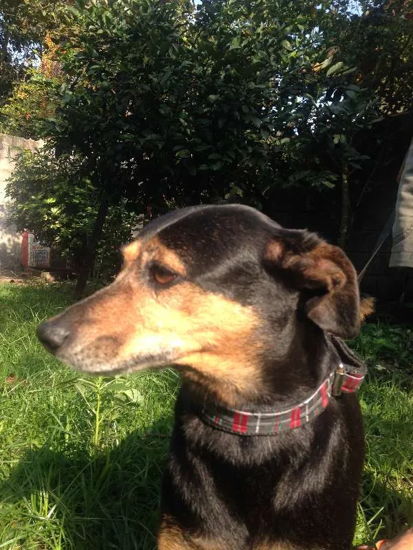Cachorro ra a  idade 6 ou mais anos nome Quiki nik