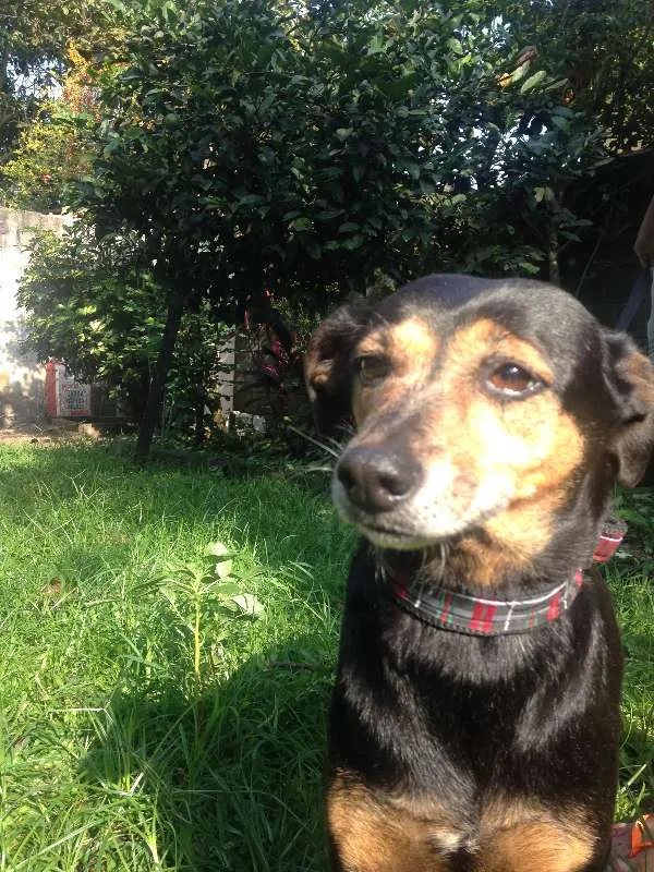 Cachorro ra a  idade 6 ou mais anos nome Quiki nik