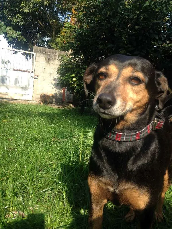 Cachorro ra a  idade 6 ou mais anos nome Quiki nik