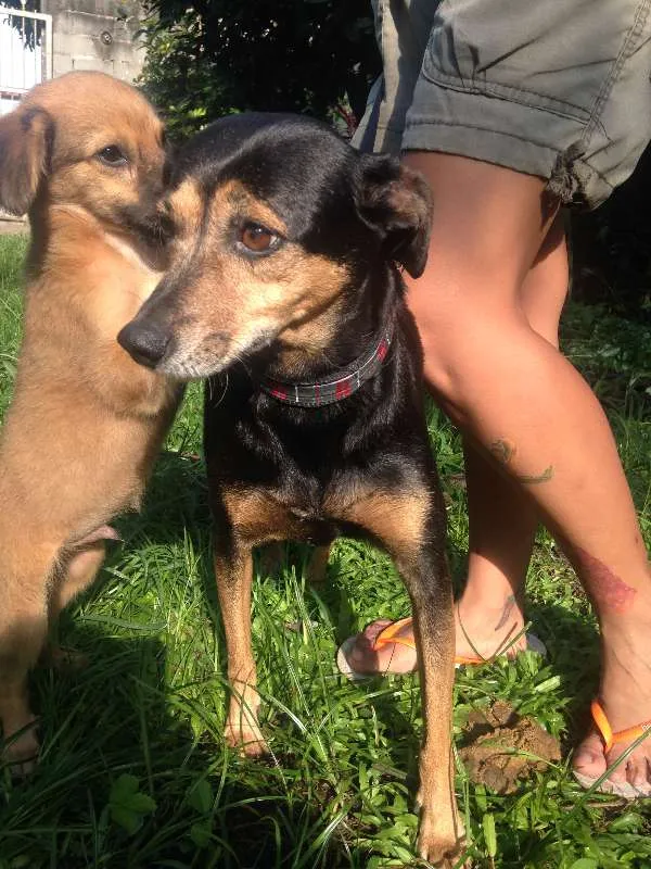 Cachorro ra a  idade 6 ou mais anos nome Quiki nik