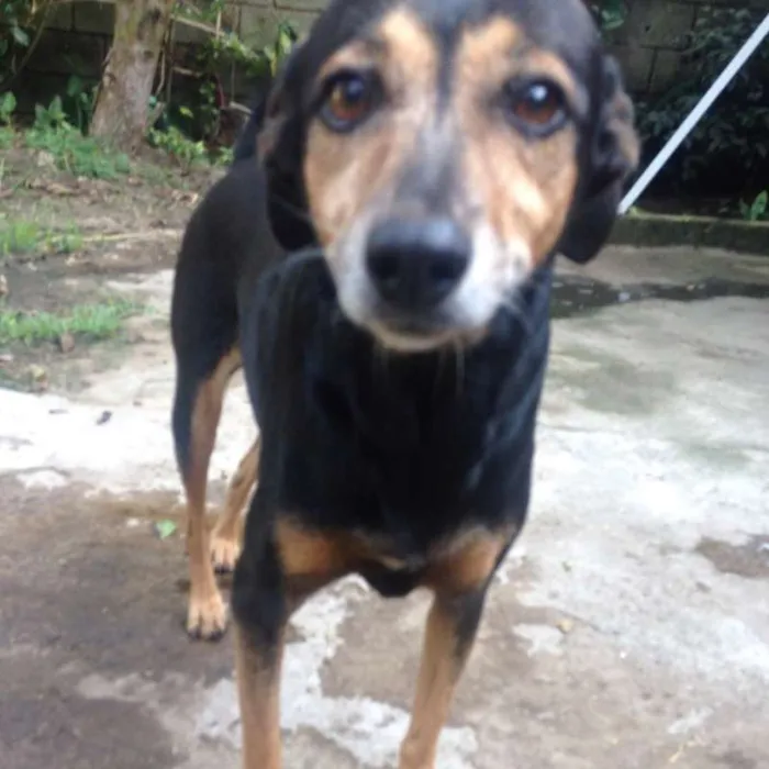 Cachorro ra a  idade 6 ou mais anos nome Quiki nik