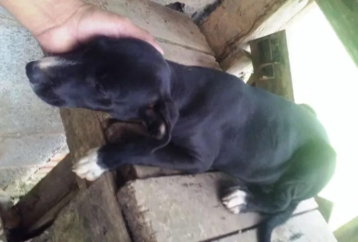 Cachorro ra a SRD idade 2 a 6 meses nome Black