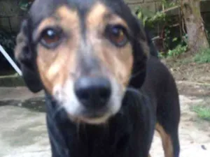 Cachorro raça  idade 6 ou mais anos nome Quiki nik