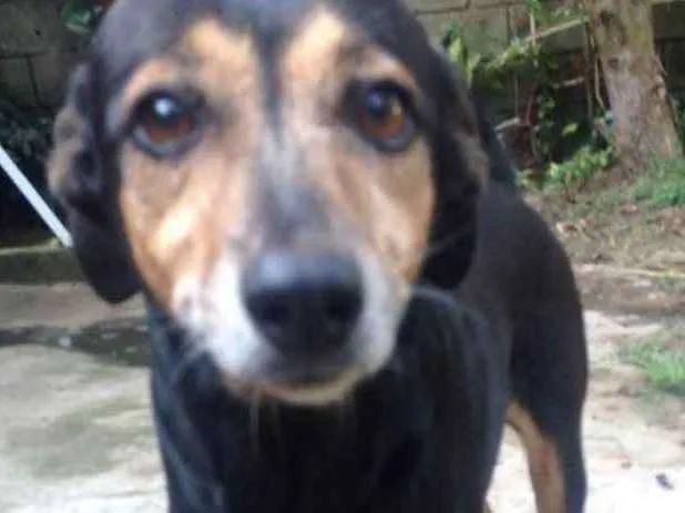 Cachorro ra a  idade 6 ou mais anos nome Quiki nik