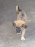 Caramelo