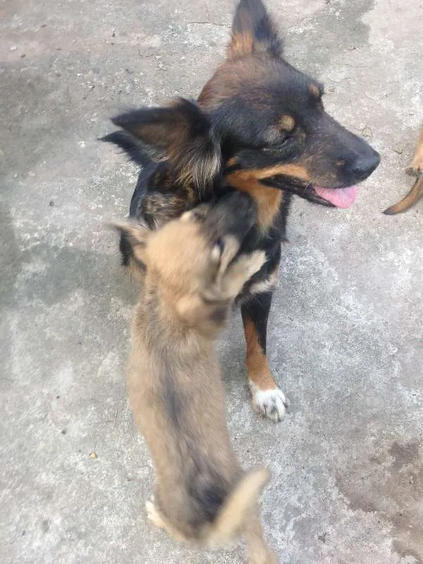 Cachorro ra a  idade 2 a 6 meses nome Caramelo